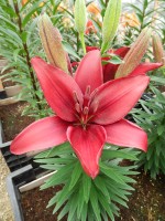 [5019 Tridex No02.JPG]